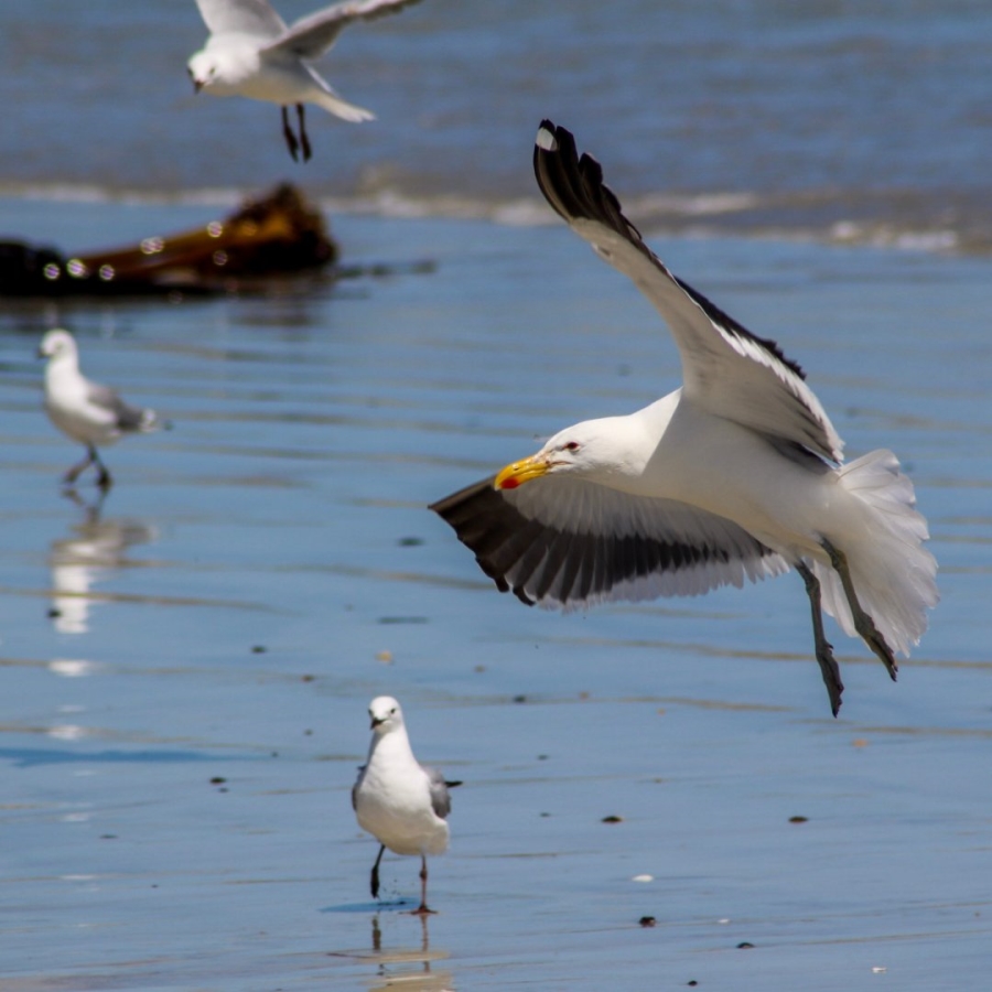 Commercial Property for Sale in Sandy Point Beach Estate Western Cape